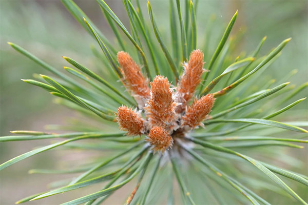 Pine kidneys in folk medicine