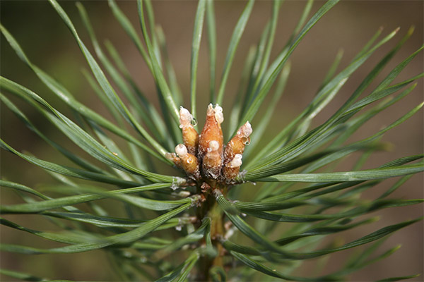 Pine buds