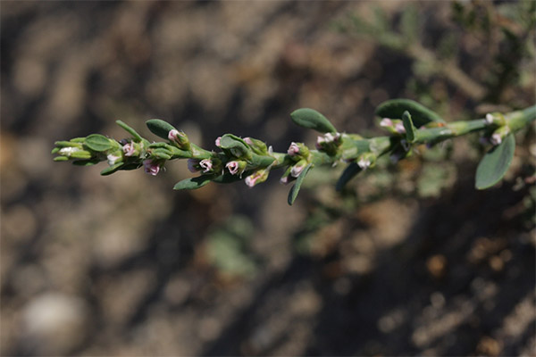 Knotweed στην παραδοσιακή ιατρική