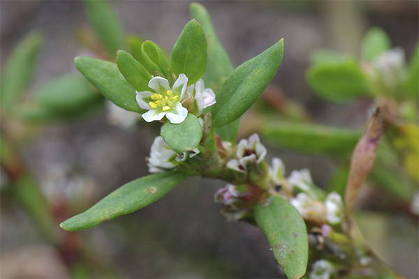 Knotweed