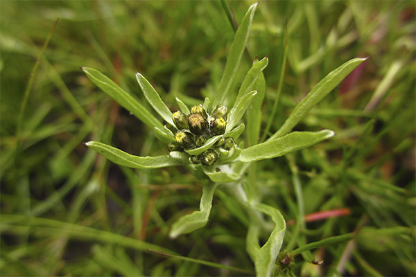 cottonweed