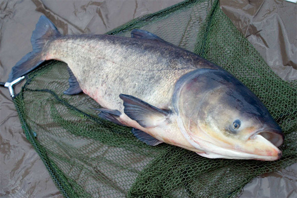 Carpa de plata amb diabetis