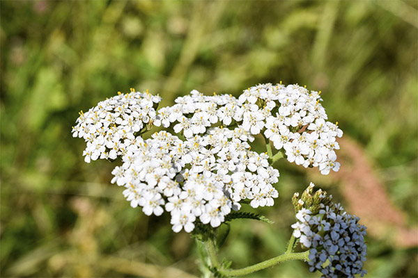 Yarrow v ľudovej medicíne