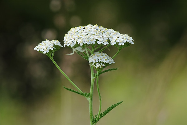 milfoil