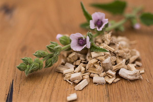 Soorten medicinale verbindingen met marshmallow