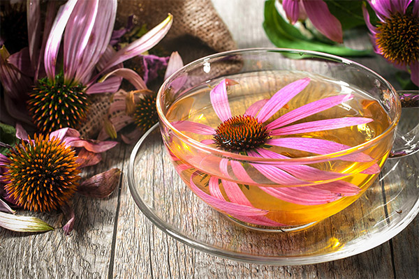 Types of medicinal compounds with echinacea