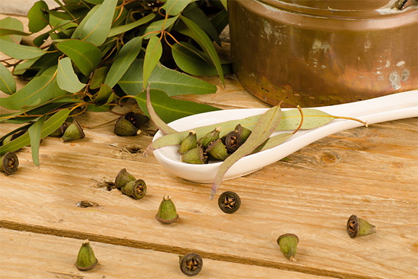 Soorten medicinale verbindingen met eucalyptus