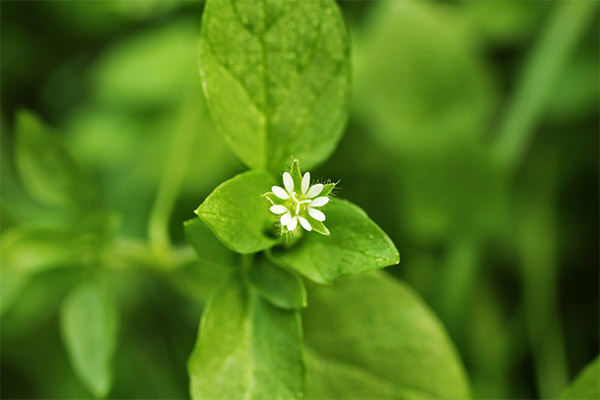 Types of medicinal compounds with woodlice