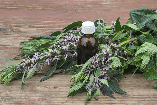 Motherwort ile tıbbi bileşik türleri