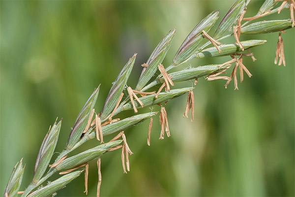 Soorten medicinale composities met tarwegras