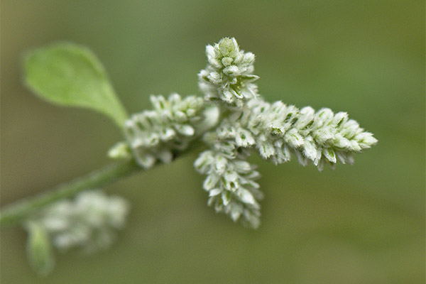 Types of healing compounds with a woolly herva