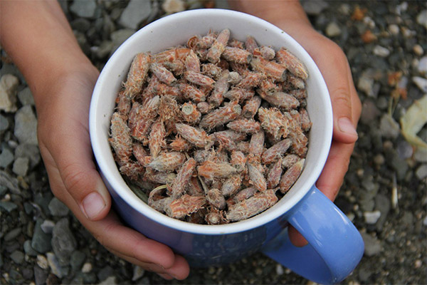 Tipus de compostos medicinals amb brots de pi