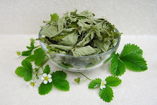 Types of medicinal compounds with strawberry leaves