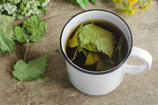 Jenis sebatian perubatan dengan daun currant