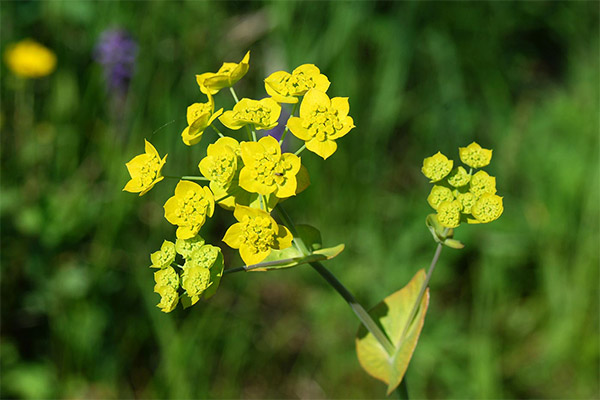 Golden hairpin in folk medicine