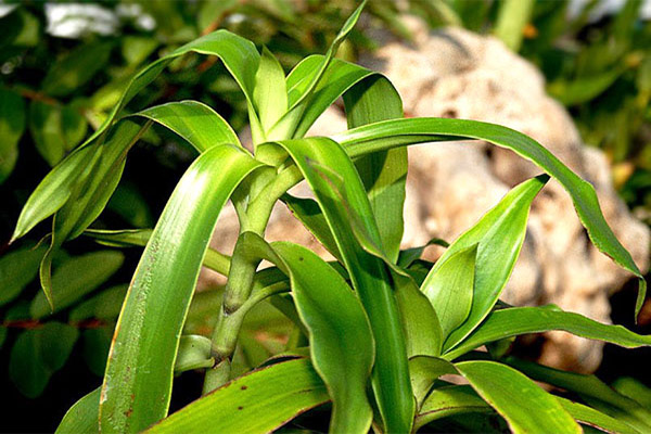 Golden mustache in traditional medicine