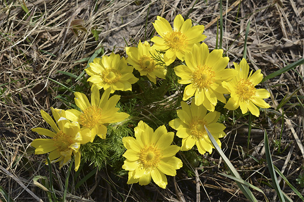 Adonis in der Volksmedizin