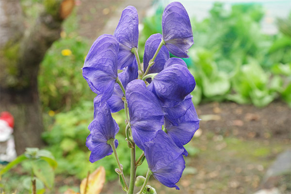 monkshood