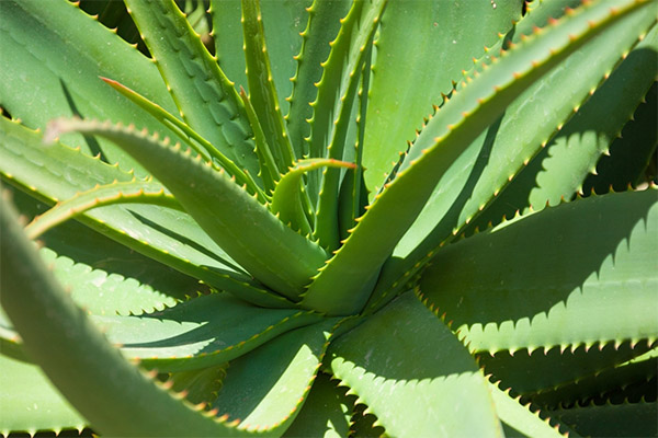 Aloe en medicina popular