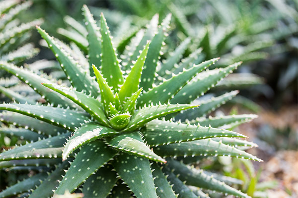 Aloe