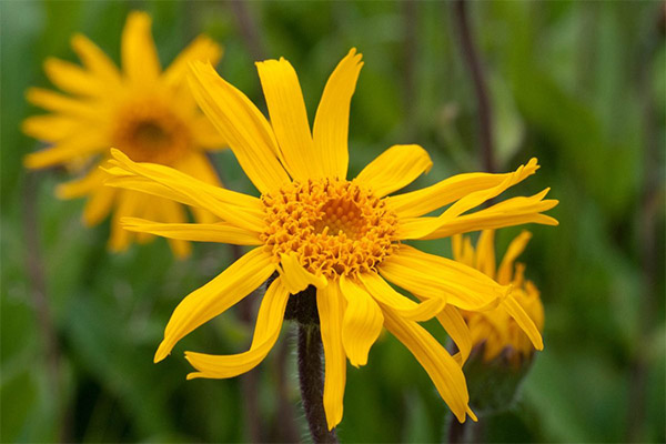 Arnica