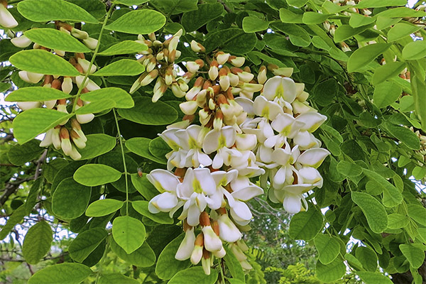 White acacia in traditional medicine