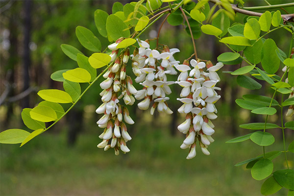 Acacia blanca