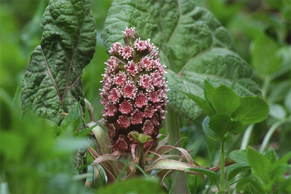 Butterbur in de volksgeneeskunde