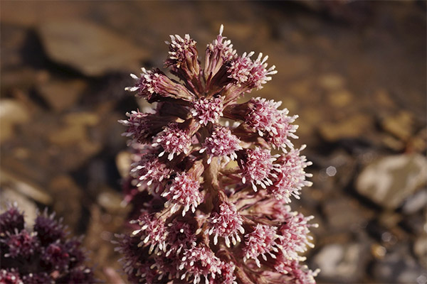 butterbur