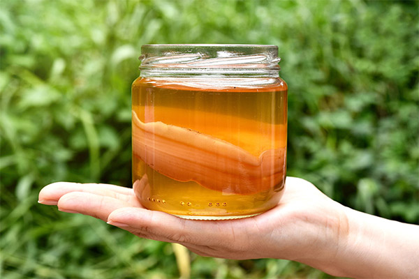 Kombucha medicīnā