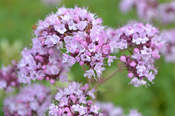 Oregano i folkemedicin