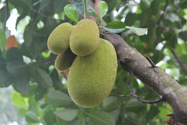 Jackfruit in medicina