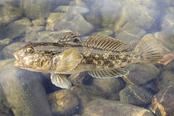 Ενδιαφέροντα γεγονότα για τα gobies