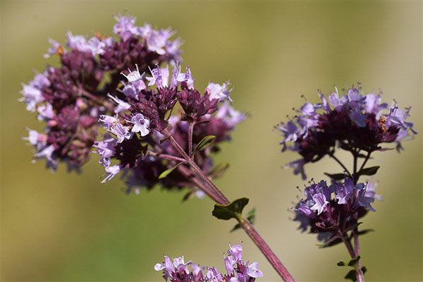 Interessante fakta om oregano