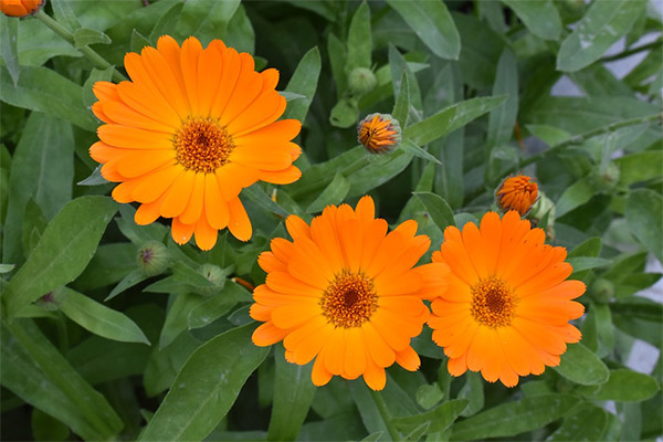 Interesting facts about calendula