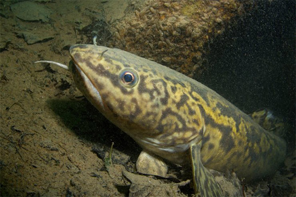 حقائق مثيرة للاهتمام حول burbot