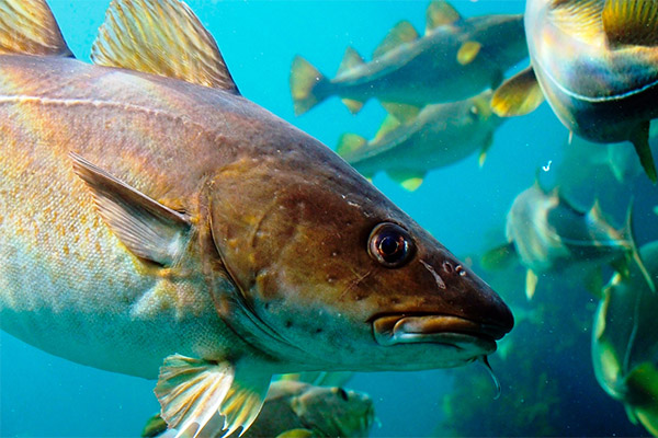 Fatos interessantes sobre bacalhau