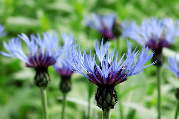 Utiliser le bleuet dans la cuisine