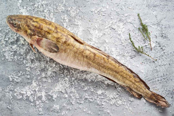 Paano pumili at mag-imbak ng burbot