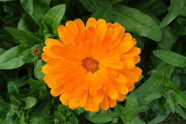 Calendula