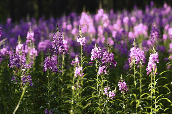 Fireweed (Ivan-tee) kansanlääketieteessä