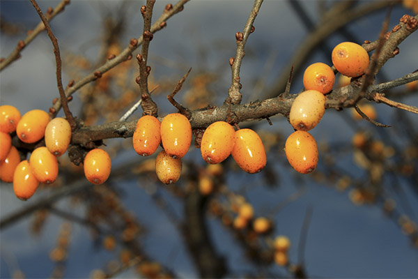 Wann und wie man Sanddorn für Marmelade sammelt