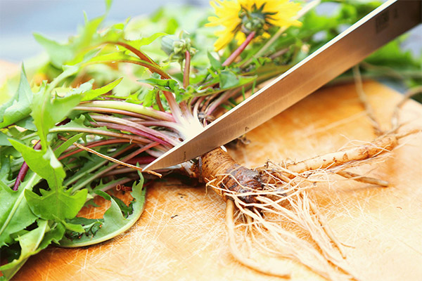 Cooking Dandelion Root