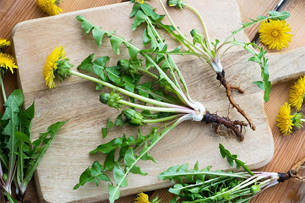 Dandelion root