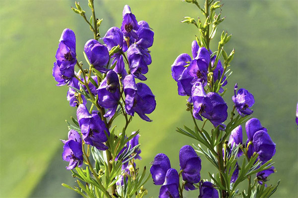 The healing properties of aconite