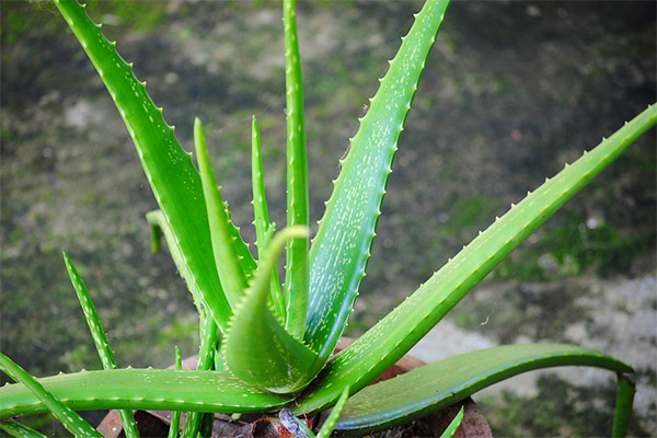 The healing properties of aloe