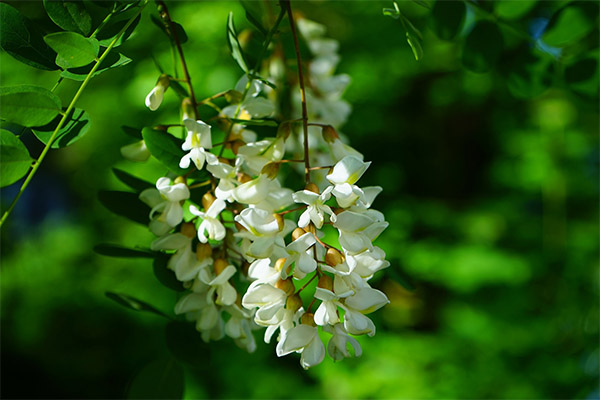 The healing properties of white acacia