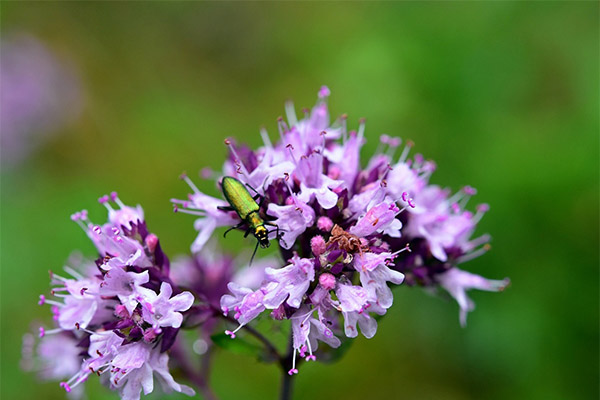 Ciri penyembuhan oregano