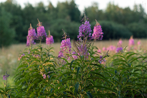 Les propriétés curatives du thé de saule