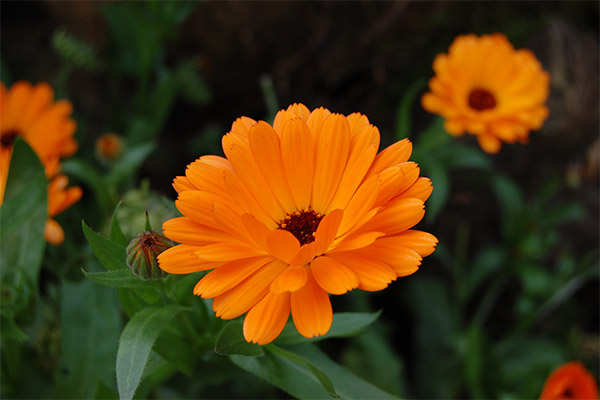 Các đặc tính chữa bệnh của calendula